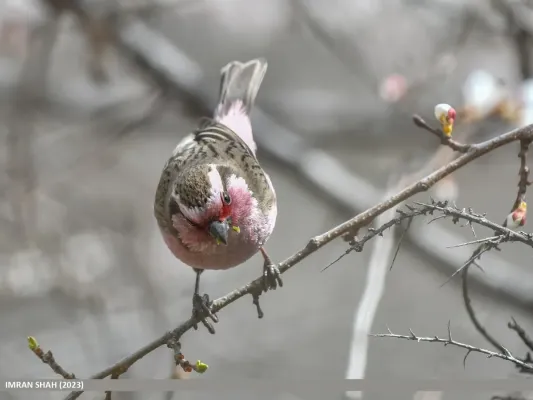 File:Himalayan White-browed Rosefinch (Carpodacus thura) (53585247404).jpg