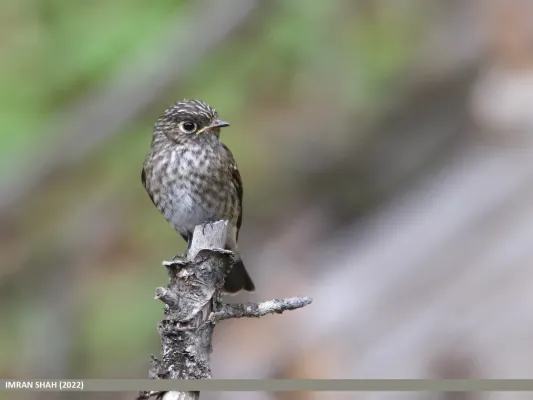 File:Dark-sided Flycatcher (Muscicapa sibirica) (53590321688).jpg