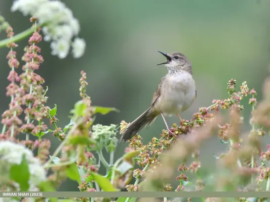 File:Long-billed Bush Warbler (Locustella major) (53602160451).jpg