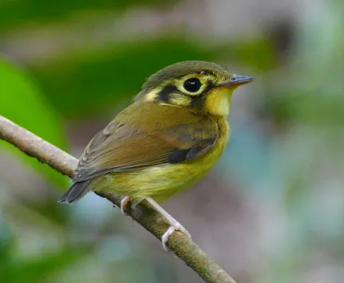File:"Platyrinchus mystaceus"- White-throated Spadebill, Gelbscheitel-Breitschnabeltyrann.jpg