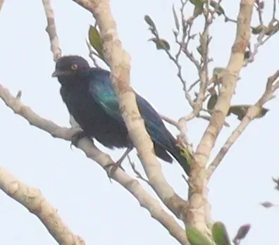 File:Hylopsar cupreocauda 344682836.jpg