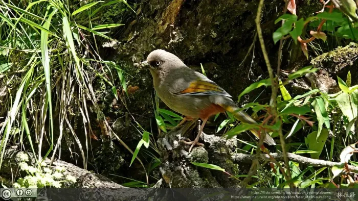 File:Trochalopteron elliotii 252884407.jpg