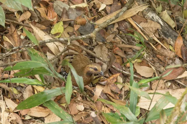 File:Arborophila cambodiana diversa 133528193.jpg
