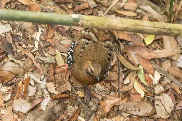 File:Arborophila cambodiana diversa 133528507.jpg