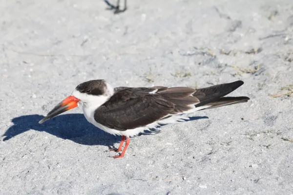 File:Rynchops niger on Venice Beach 2.jpg