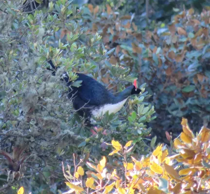 File:Horned Guan (Oreophasis derbianus).jpg