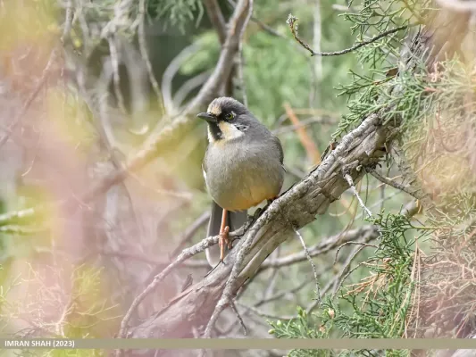 File:Variegated Laughingthrush (Trochalopteron variegatum) (53636120969).jpg