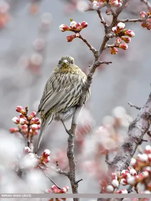 File:Himalayan White-browed Rosefinch (Carpodacus thura) (53621313187).jpg