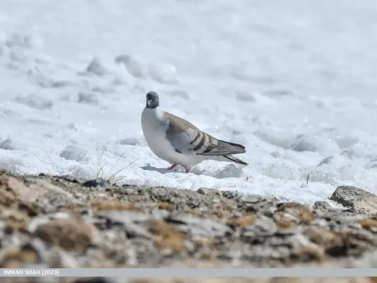 File:Snow Pigeon (Columba leuconota) (53550572346).jpg