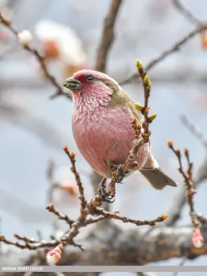 File:Himalayan White-browed Rosefinch (Carpodacus thura) (53554611677).jpg
