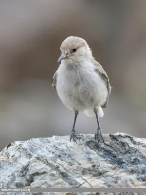 File:Ground Tit (Pseudopodoces humilis) (53490497944).jpg
