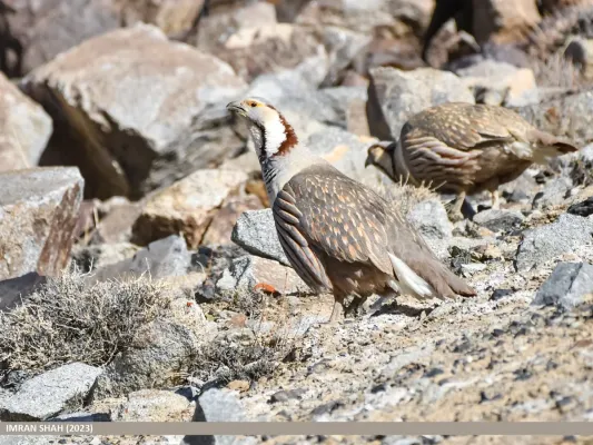 File:Himalayan Snowcock (Tetraogallus himalayensis) (53498819459).jpg