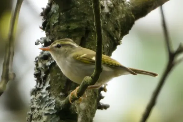 File:Phylloscopus claudiae A9 05413.jpg