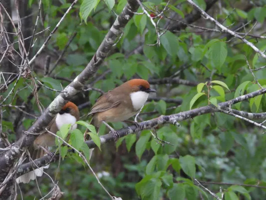 File:Pterorhinus ruficeps 184160914.jpg