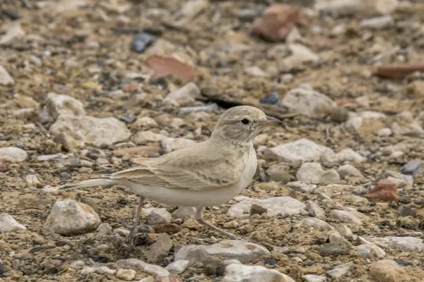 File:Bar-tailed lark (Ammomanes cinctura) Kebili.jpg