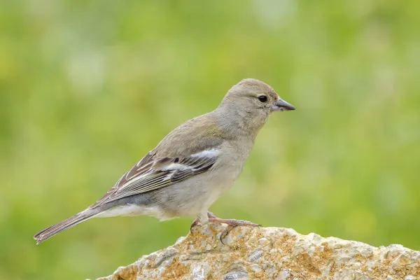 File:African Chaffinch (Fringilla spodiogenys) female Sfax.jpg