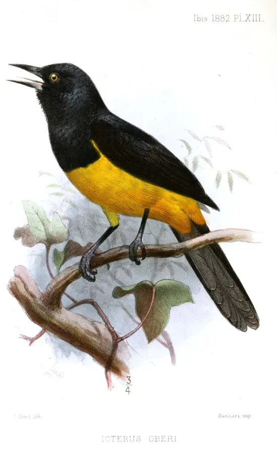 File:IcterusOberiKeulemans.jpg