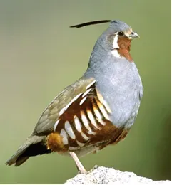 File:Oreortyx pictus.jpg