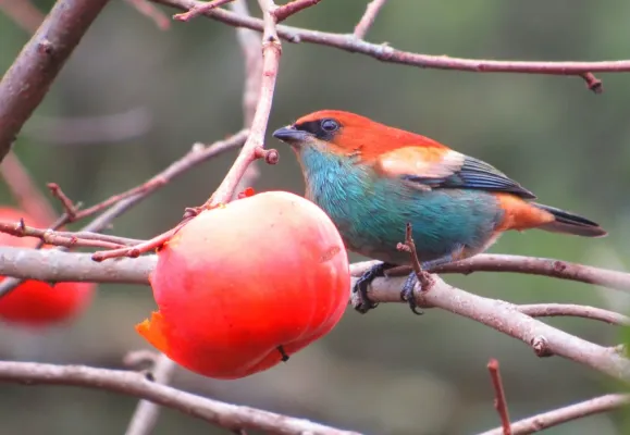 File:Stilpnia preciosa 12180816.jpg