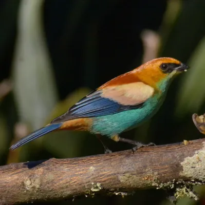 File:Stilpnia preciosa 245596096.jpg