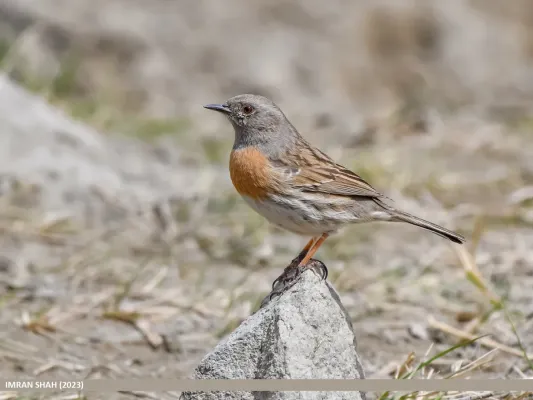 File:Robin Accentor (Prunella rubeculoides) (53469937114).jpg