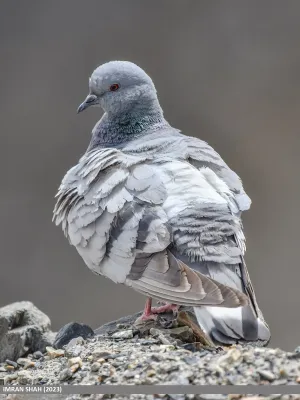 File:Hill Pigeon (Columba rupestris) (53475521025).jpg