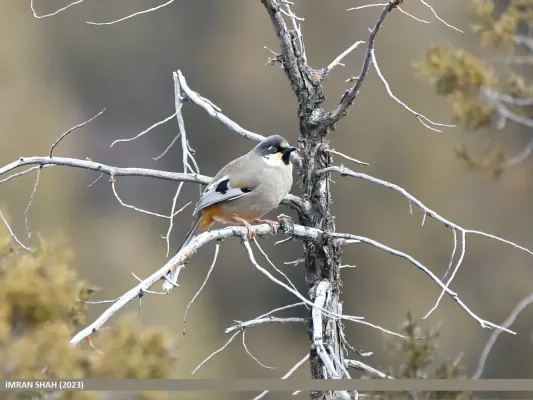 File:Variegated Laughingthrush (Trochalopteron variegatum) (53480916423).jpg