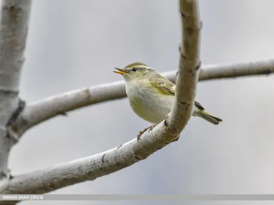 File:Brooks's Leaf Warbler (Phylloscopus subviridis) (53486506967).jpg