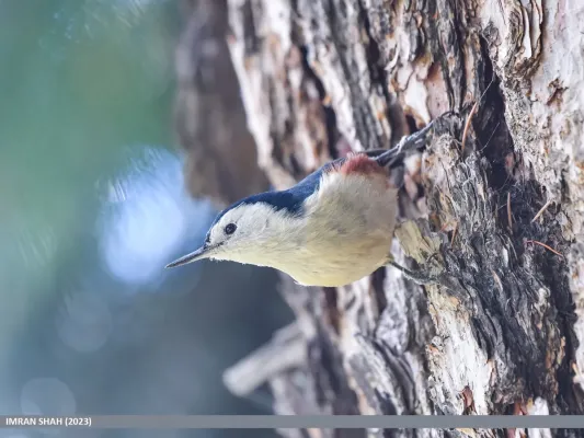 File:White-cheeked Nuthatch (Sitta leucopsis) (53487415136).jpg