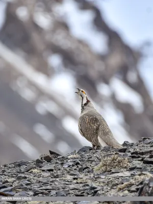 File:Himalayan Snowcock (Tetraogallus himalayensis) (53459993363).jpg