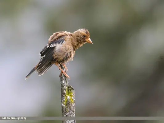 File:Spectacled Finch (Callacanthis burtoni) (53469006335).jpg
