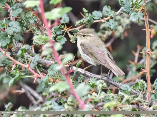 File:Tytler's Leaf Warbler (Phylloscopus tytleri) (53469005950).jpg