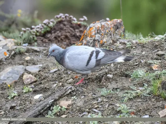 File:Hill Pigeon (Columba rupestris) (53467680222).jpg
