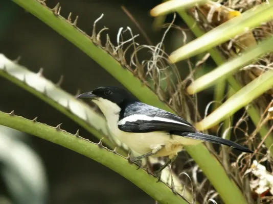 File:Laniarius major mossambicus.jpg