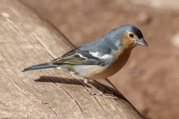 File:Fringilla coelebs canariensis 01.jpg