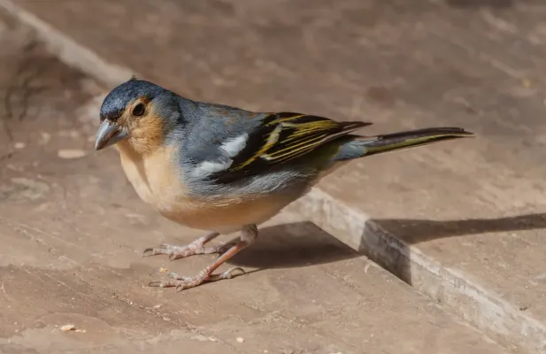 File:Fringilla coelebs canariensis 02.jpg