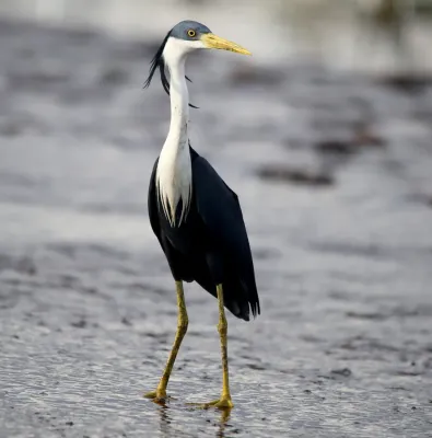 File:Egretta picata 354352525.jpg