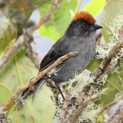 File:Cusco Brush-Finch (Atlapetes canigenis)2.jpg