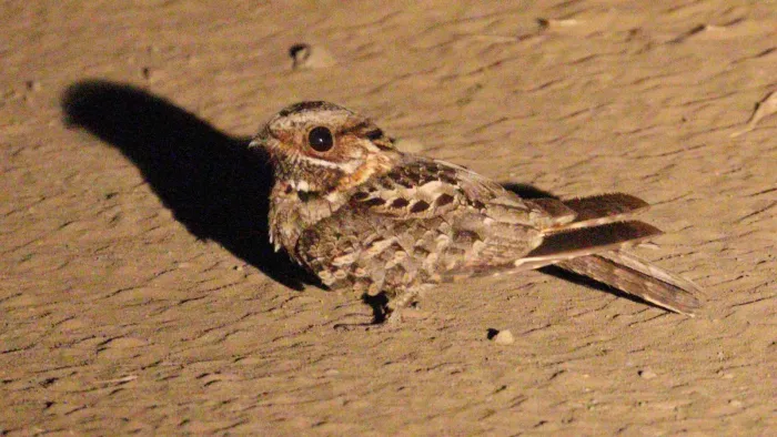 File:Caprimulgus pectoralis crepusculans 233091291.jpg