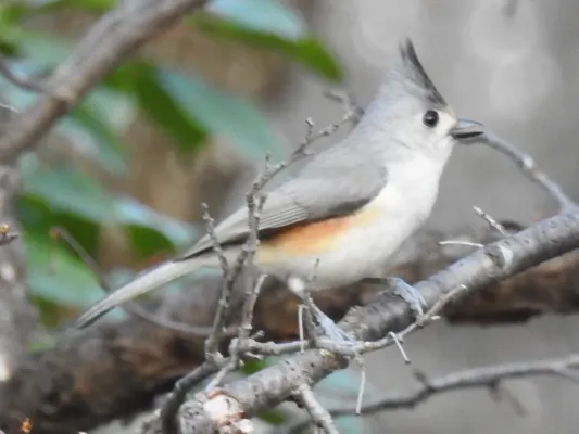 File:Baeolophus bicolor × atricristatus.jpg