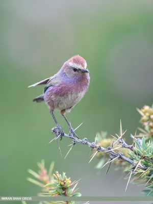 File:White-browed Tit Warbler (Leptopoecile sophiae) - Flickr - gilgit2 (2).jpg