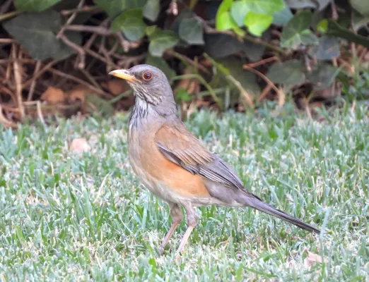 File:Turdus rufopalliatus 289768350.jpg