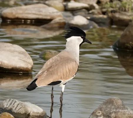 File:Vanellus duvaucelii 128354935.jpg