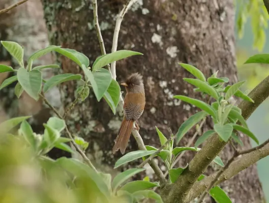 File:Actinodura egertoni 172552207.jpg