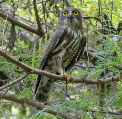 File:Ninox japonica 362852852 (cropped).jpg