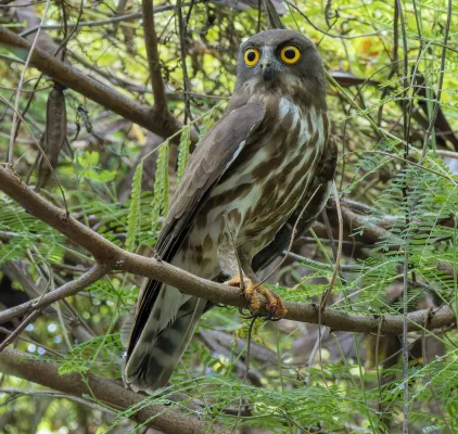 File:Ninox japonica 362852857 (cropped).jpg