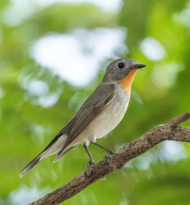 File:Ficedula albicilla 364834101 (cropped).jpg