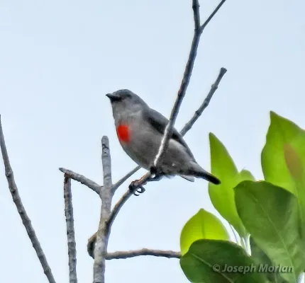 File:Dicaeum vulneratum 336982588.jpg