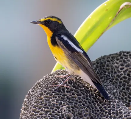 File:Ficedula narcissina 362189160 (cropped).jpg