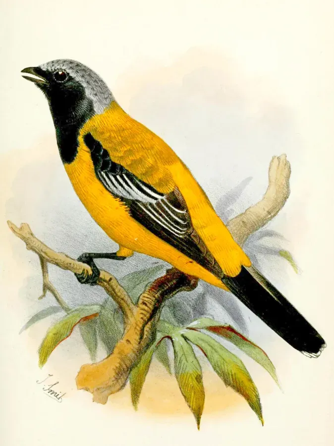 File:Campochaera sloetii.jpg